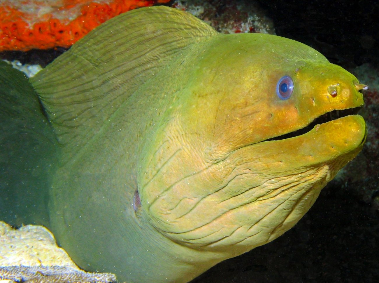 Green Moray